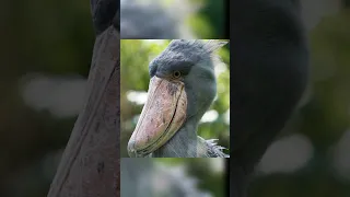 shoebill bird or stupid bird