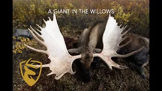 WORLD-CLASS YUKON MOOSE In The Willows  Game Of Inches | Season 5 "A Giant In The Willows"