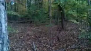 TENNESSEE BIGFOOT?