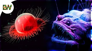 What Lives in the Deepest Part of the Ocean?