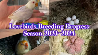 Breeding Progress of Lovebirds