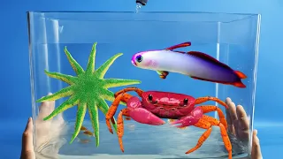 Making A Tide Pool Aquarium With Sea Creatures and Crabs