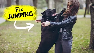 How to Stop Dog Jumping On You in 3 EASY Steps