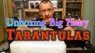 Unboxing Tarantulas #unboxingtarantula #unboxingexoticanimals