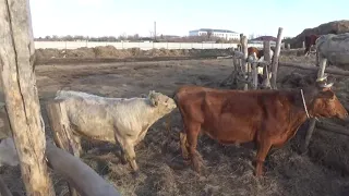 Сосед привел корову на обгул пустили два быка будет двойня.