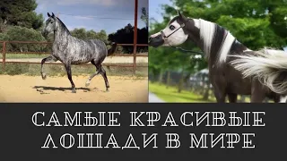 Топ 10 красивейший пород лошадей в мире || Красивые лошади  #кони #конныйспорт #лошади #лошадь