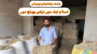 Alfalfa Hay in Rawalpindi | Alfalfa Hay in Islamabad | Khushk Lucerne Hay for Goats Sheep Rabbits