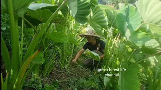 Taro and the summer fan. Survival Instinct, Wilderness Alone (ep176)