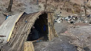 Himalayan Sheep Shepherd Life | Nepal | Shepherd Food | Shifting sheepfold Another Place in Mountain