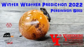 2022-23 Old Timers Winter Prediction from the Persimmon Tree Fruit