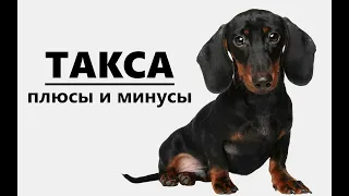 ГЛАВНЫЙ МИНУС ТАКСЫ #такса #shorts