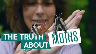 The Truth About Moths | Wytham Woods