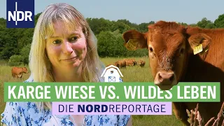 Bunte Vielfalt auf niedersächsischen Wiesen | Die Nordreportage | NDR