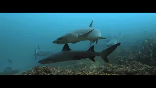 Galapagos Islands 3 Hours Meditation Scuba Diving