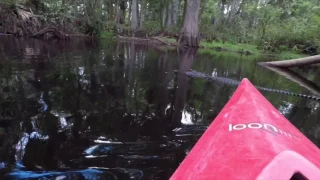 Bumped into an alligator while kayaking today