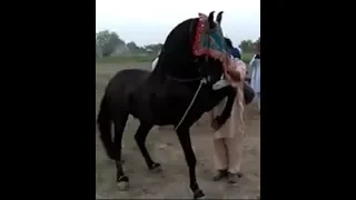 NEW top 10 dance horse dance in Pakistan 2019 - 4 - Ghora dance Pakistan 2019