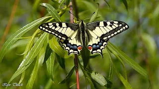 Косатець Махаон. Червона книга України / Swallowtail butterfly