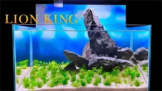 The Lion King Fish Tank (How To Aquascape: No Filter, No Ferts, No co2, No Heater Aquarium)