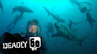 Diving with Dangerous Bull Sharks | Deadly 60 | BBC Earth Kids