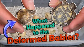 Mystery Turtle Eggs Hatching- Part 2!