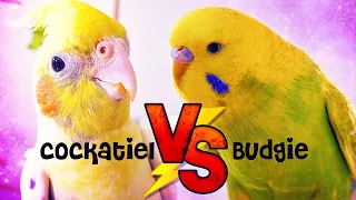 Cockatiel or Budgie What should you get???