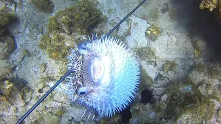 Puffer Fish Catch Clean N’ Cook | Jamaican Recipe