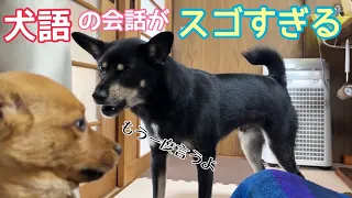 【初めて見る犬語の世界💦】先住犬がどうしても伝えたかった事とは…💖幸せの為の、、、🌸