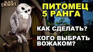 ПИТОМЕЦ 5 РАНГА в БДО. Как разогнать фарм в BDO - Black Desert