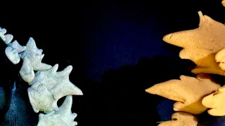 Happy New Year 2024 (Godzilla Evolution 70th year anniversary 1954-2024) claymation video.