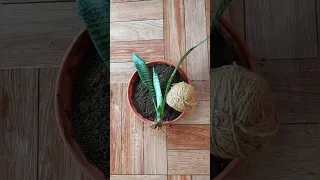 How to make Kokedama of Snake Plant .New shoots after 7 Months.. 😊 #kokedama