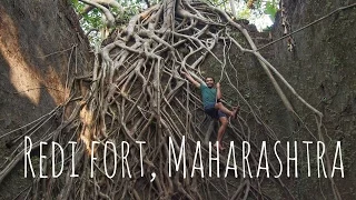 Redi fort, Maharashtra, India.  Tree-entangled ruin. Реди форт.