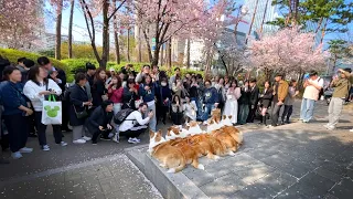 Rural Welsh corgis in the heart of the city where the spring flower festival is held