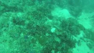 Boca Chica Manta Reef 28Oct13