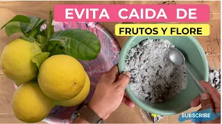 EL MEJOR ABONO CASERO PARA EVITAR LA CAIDA DE FLORES Y FRUTOS EN TUS ARBOLES FRUTALES Y DE LIMON