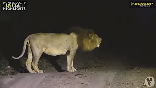 Male Lion Vocalising