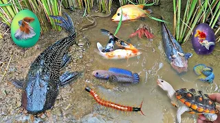 So Amazing Catching Colorful Betta Fish In The River Giant Catfish Ornamental Fish Turtle Bird Chick