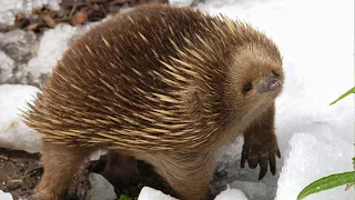 What In The World Is An Echidna? | Survival of the Weirdest | Love Nature