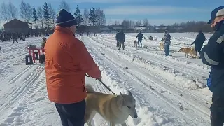 Ярославская областная выставка! Кобели младшей возрастной группы!