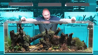 500 Liter Bucephalandra Aquarium - Borneo Biotop 🏝