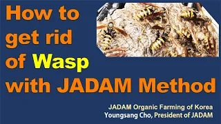 How to get rid of Wasp with JADAM Method. JADAM Organic Farming