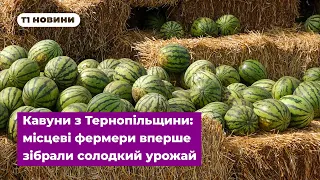 Кавуни з Тернопільщини: місцеві фермери вперше зібрали солодкий урожай