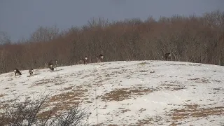 エゾシカハンティングガイド　遠射の醍醐味は最高だ！