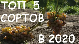 Мой ТОП 5 сортов для открытого грунта 2020. Беларусь