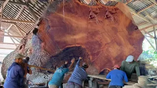 Dangerous moments! Americans are made to gawk at the sawmill's biggest lumber