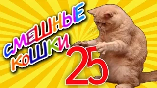 Смешные кошки 25 ● Приколы с животными 2015 - коты ● Funny cats vine compilation - Part 25