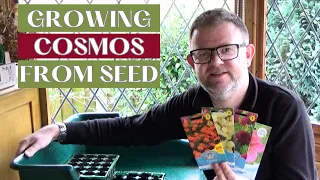 How to Sow and Grow Cosmos | Growing Cosmos from Seed | Cosmos Sowing Guide | What to Sow in Spring