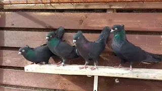 Black Pigeons Highflyer ( PIGEON NOIR )