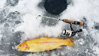 Big Trout On Tiny Ice Rods!  (Catch & Cook!)