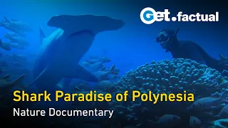 Shark Paradise of Polynesia | Full Documentary