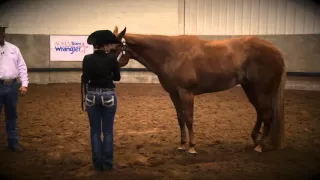 Showmanship Set-Up Tips